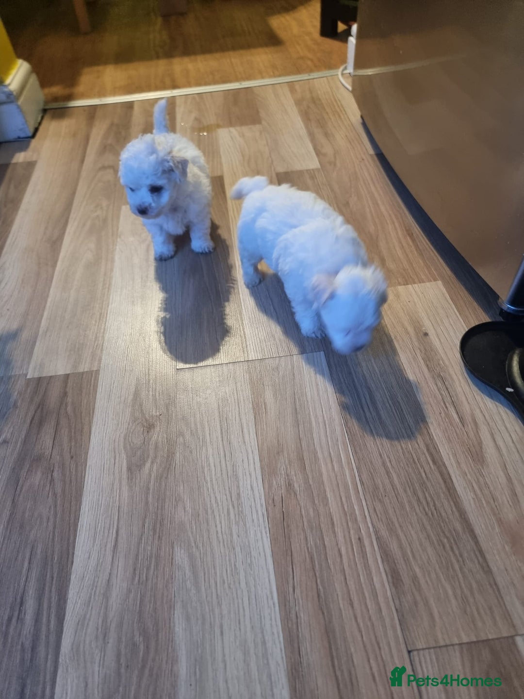 Bichon Frise dogs for sale: BISHONI FRISE💙💙💙 Lovely Companions 💙💙💙 - Advert 3