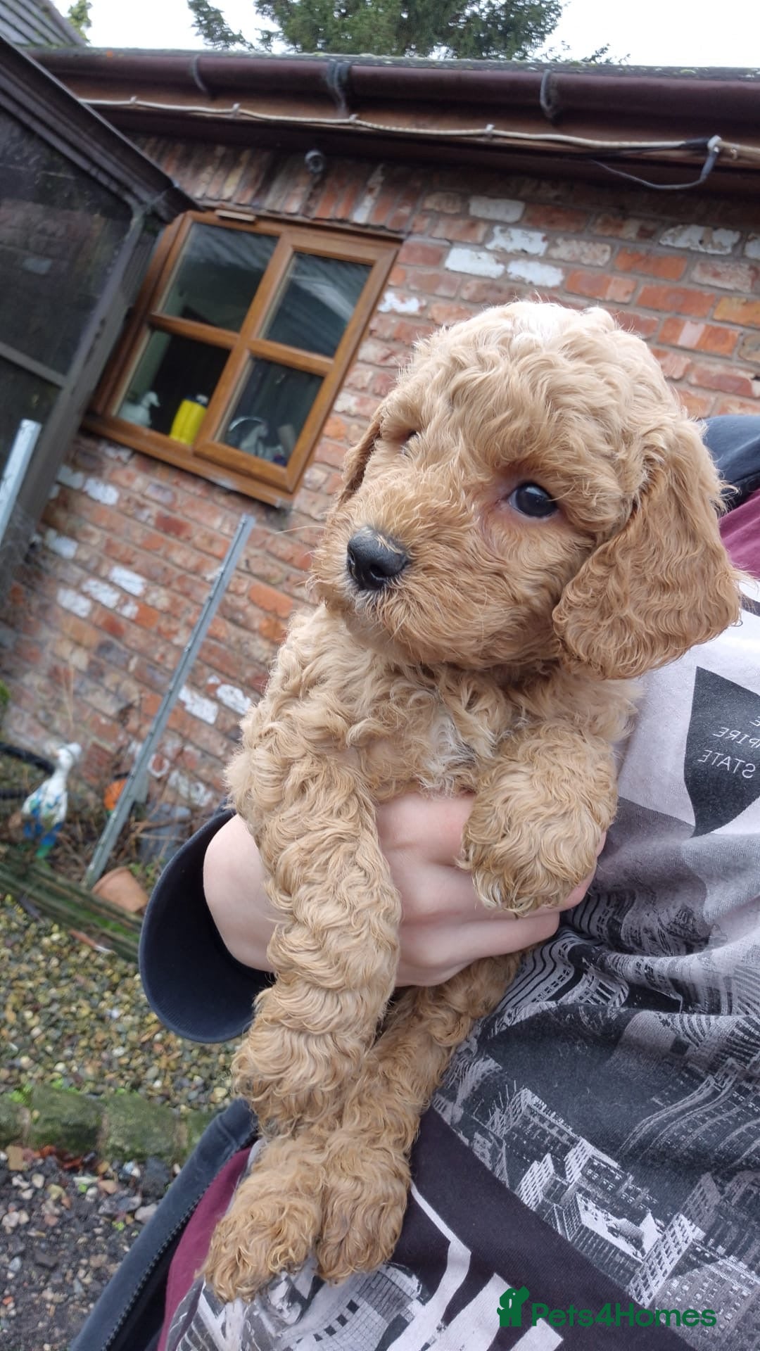 Australian Labradoodle dogs for sale: 5* Health tested Australian labradoodles  - Image 28