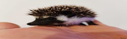 Pygmy Hedgehog rodents for sale: Male and a female african pygmy hedgehog  - Advert 6