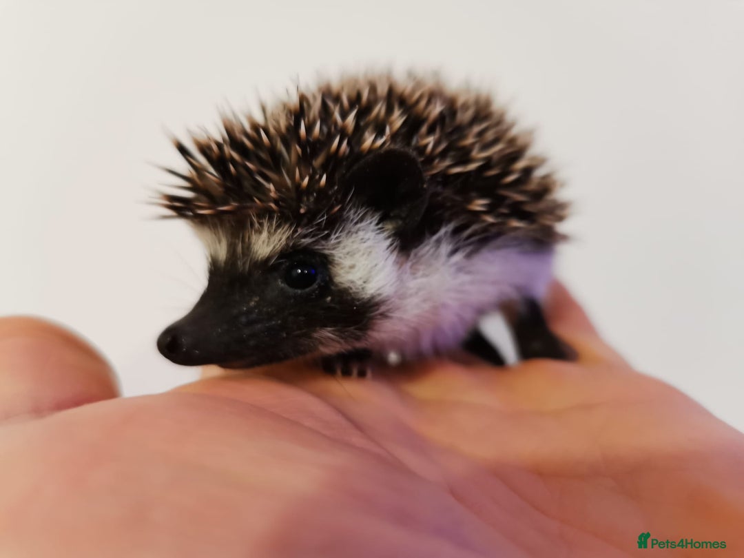 Pygmy Hedgehog rodents for sale: Male and a female african pygmy hedgehog  - Image 6