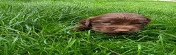 Cocker Spaniel dogs for sale: 8 october ready for their homes KC Reg 3 boys avai - Advert 25