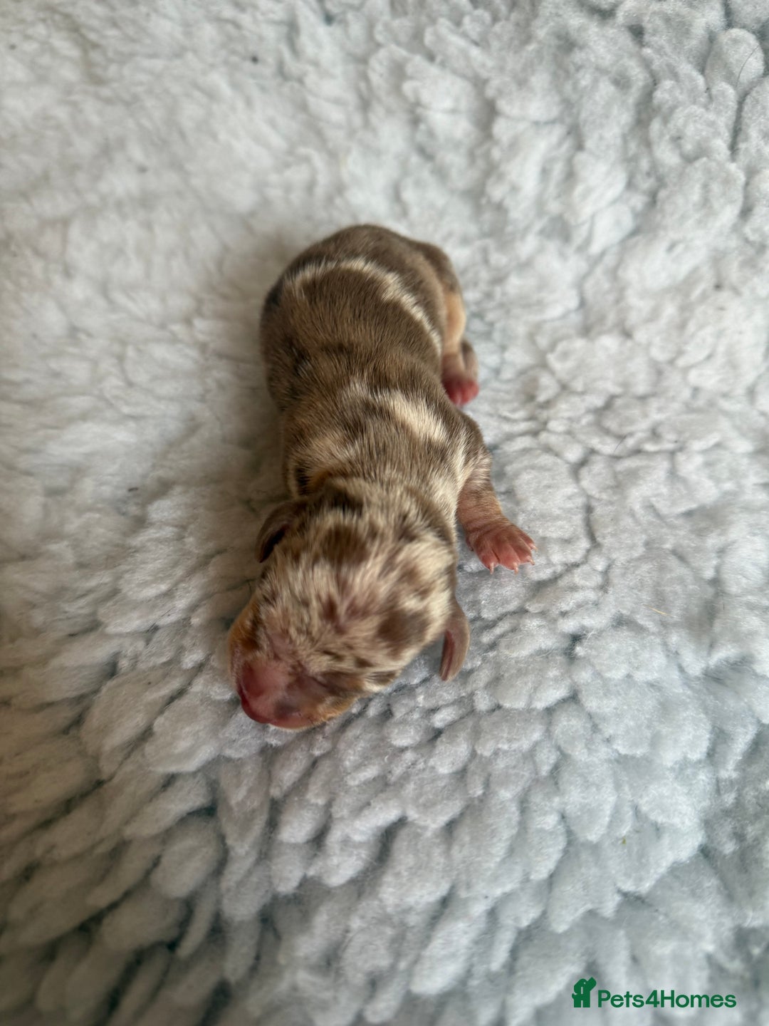 Miniature Dachshund dogs for sale: KC Mini Smooth haired Dachshunds  - Advert 12