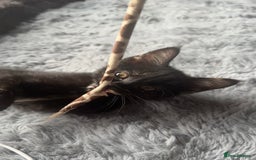 Mixed Breed cats for sale: Torie Moggie  - Image 2