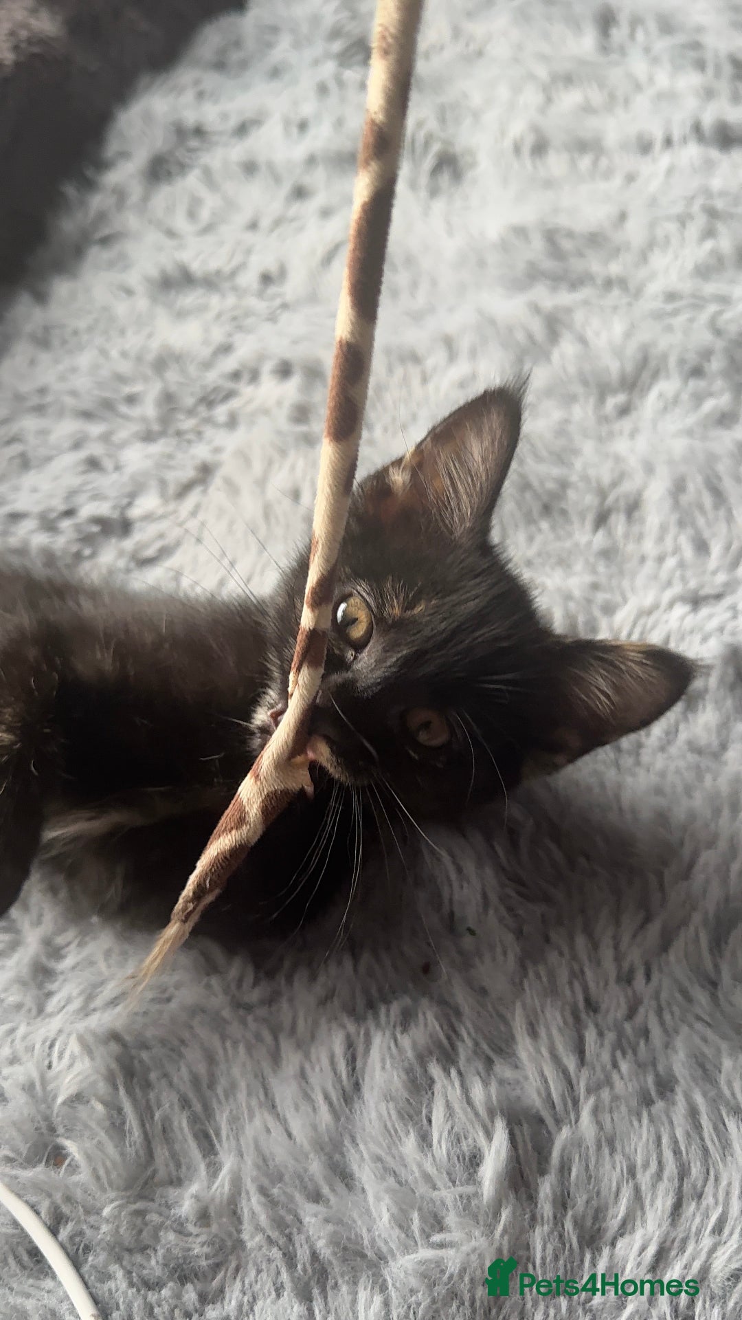 Mixed Breed cats for sale: Torie Moggie  - Image 2