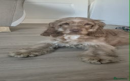 Cocker Spaniel dogs for sale: English cocker spaniel - Advert 1