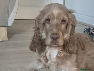 Cocker Spaniel dogs English cocker spaniel - Advert 7