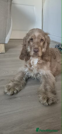 Cocker Spaniel dogs English cocker spaniel - Advert 2