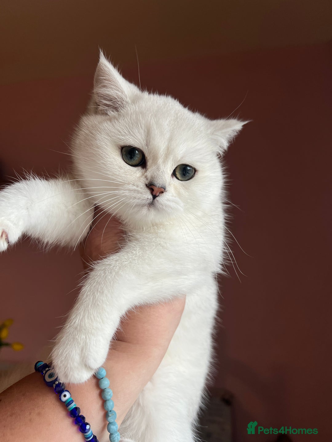 British Shorthair cats for sale: Beautiful BSH Girls - GCCF Reg - Advert 4