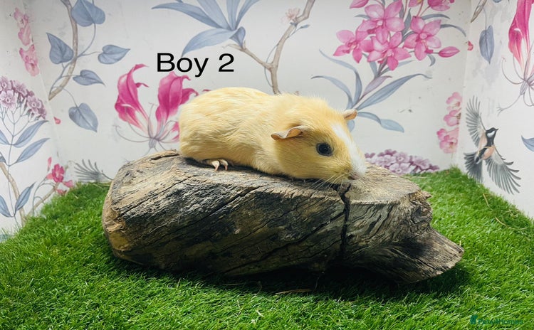 Guinea Pig rodents - Advert 3