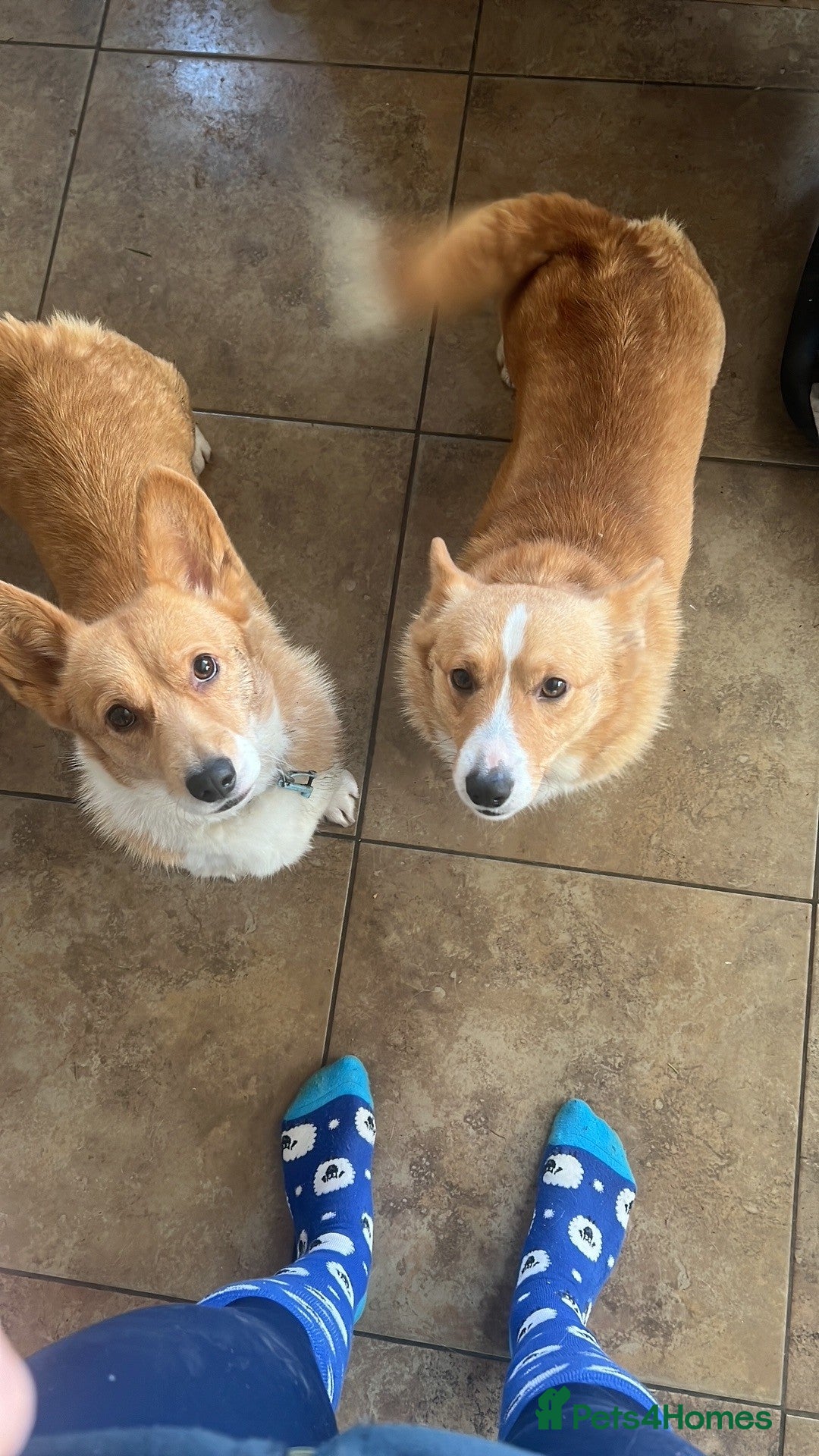 Welsh Corgi Pembroke dogs for sale: Little Lady Pembrokeshire Corgi - Advert 3