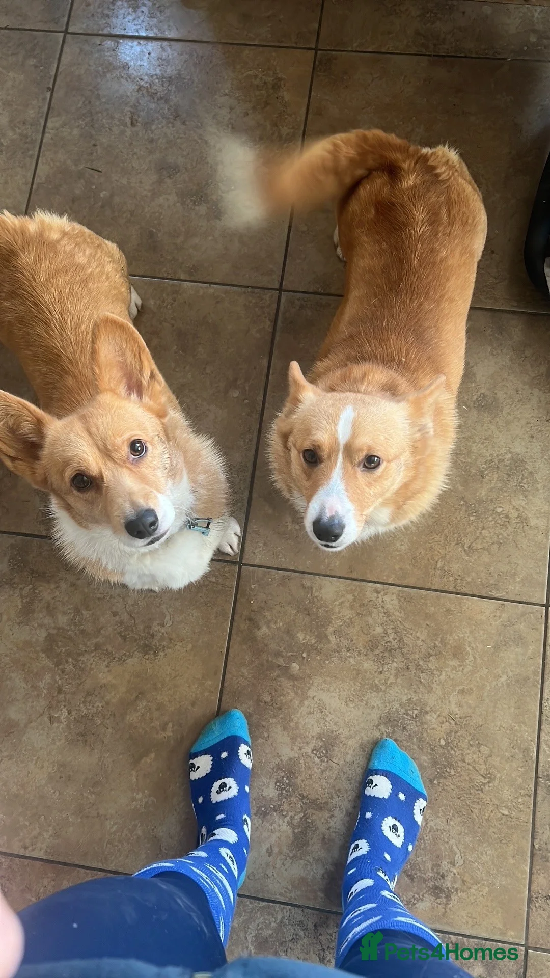 Welsh Corgi Pembroke dogs for sale: Little Lady Pembrokeshire Corgi - Advert 3