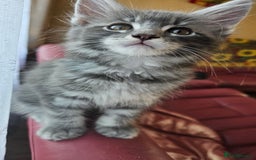Maine Coon cats for sale: LARGE BREED Maine Coon cross  - Image 14