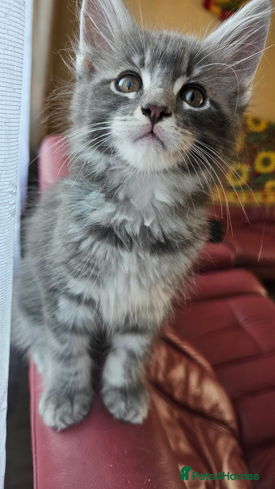 Maine Coon cats for sale: LARGE BREED Maine Coon cross  - Image 14
