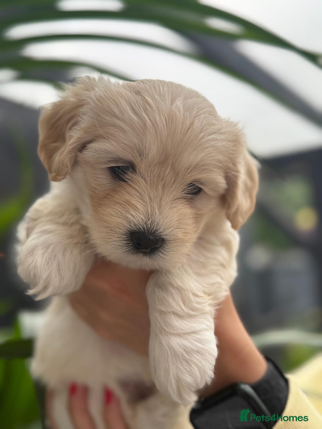 Maltipoo dogs for sale: ❤️Maltipoo beutifull puppies healthy checked❤️😍🥰 - Image 23