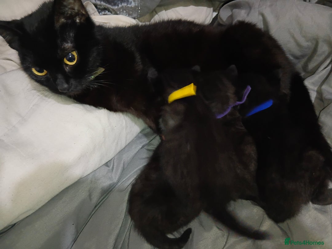 Mixed Breed cats for sale: 4 Beautiful fur babies looking for forever homes  - Image 7