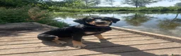 Mixed Breed dogs for sale: FREE Huntaway Girl Dog 6 1/2 months old - Advert 3