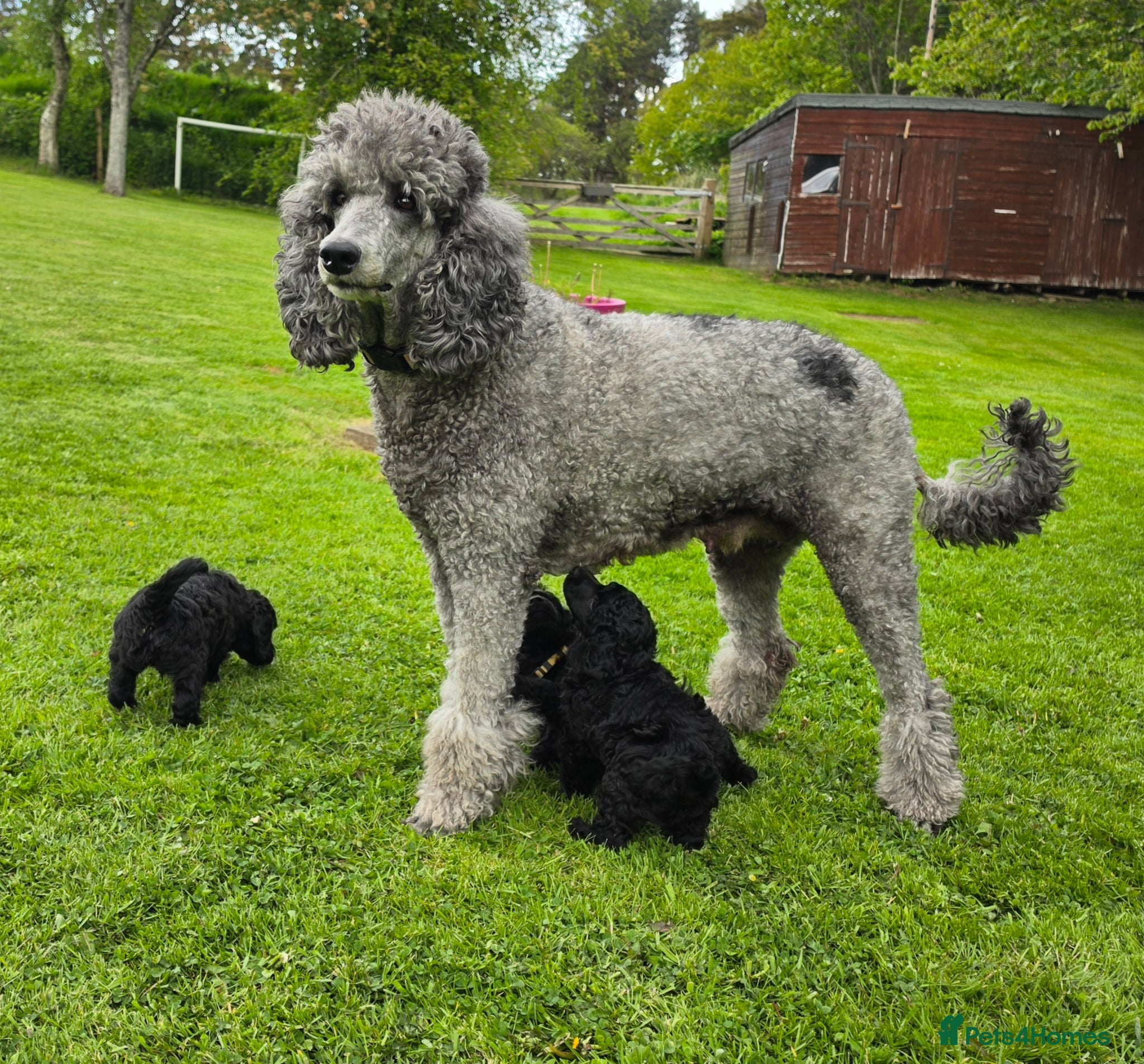Poodle dogs for sale: Exceptional health tested Moyen Poodles  - Advert 15