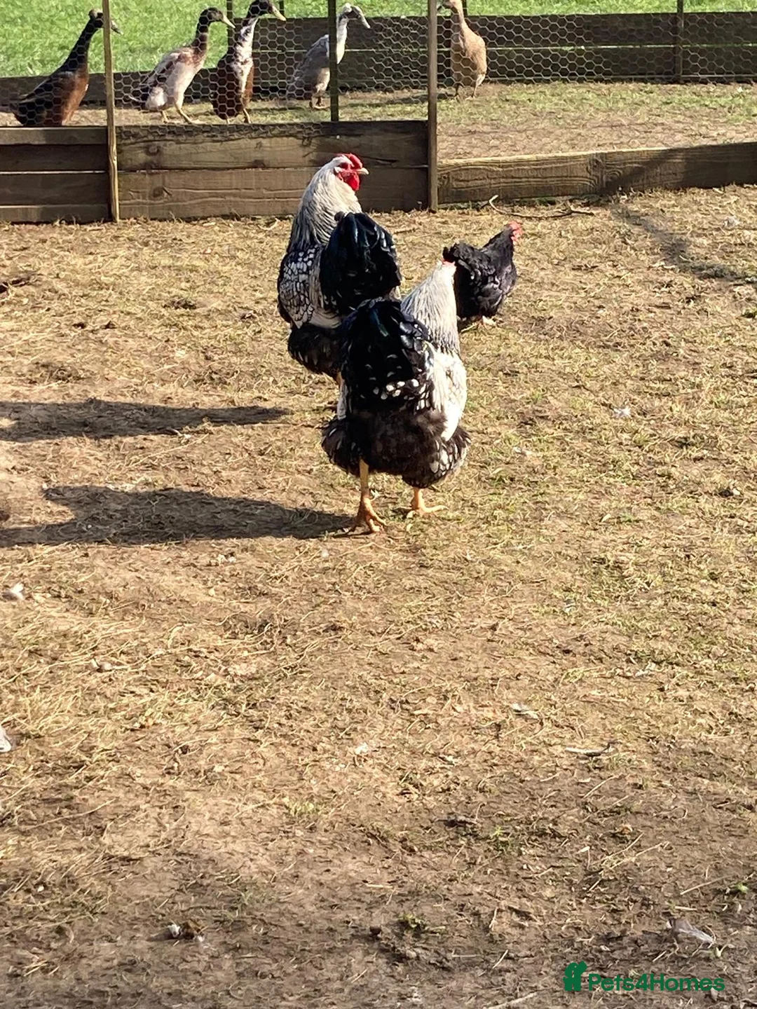 Chickens poultry for sale: Silver Laced Wyandotte Cockerels Show Stock - Free in Belper - Advert 2