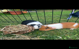 Guinea Pig rodents for sale: 2 female Guinea pigs  - Image 1