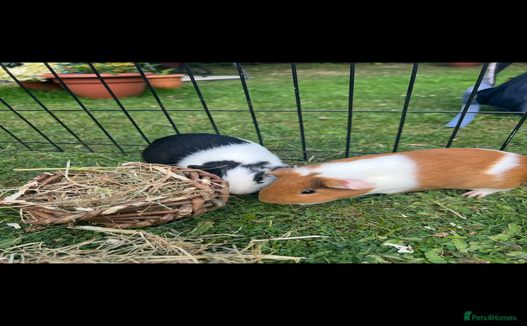 Guinea Pig rodents - Advert 2