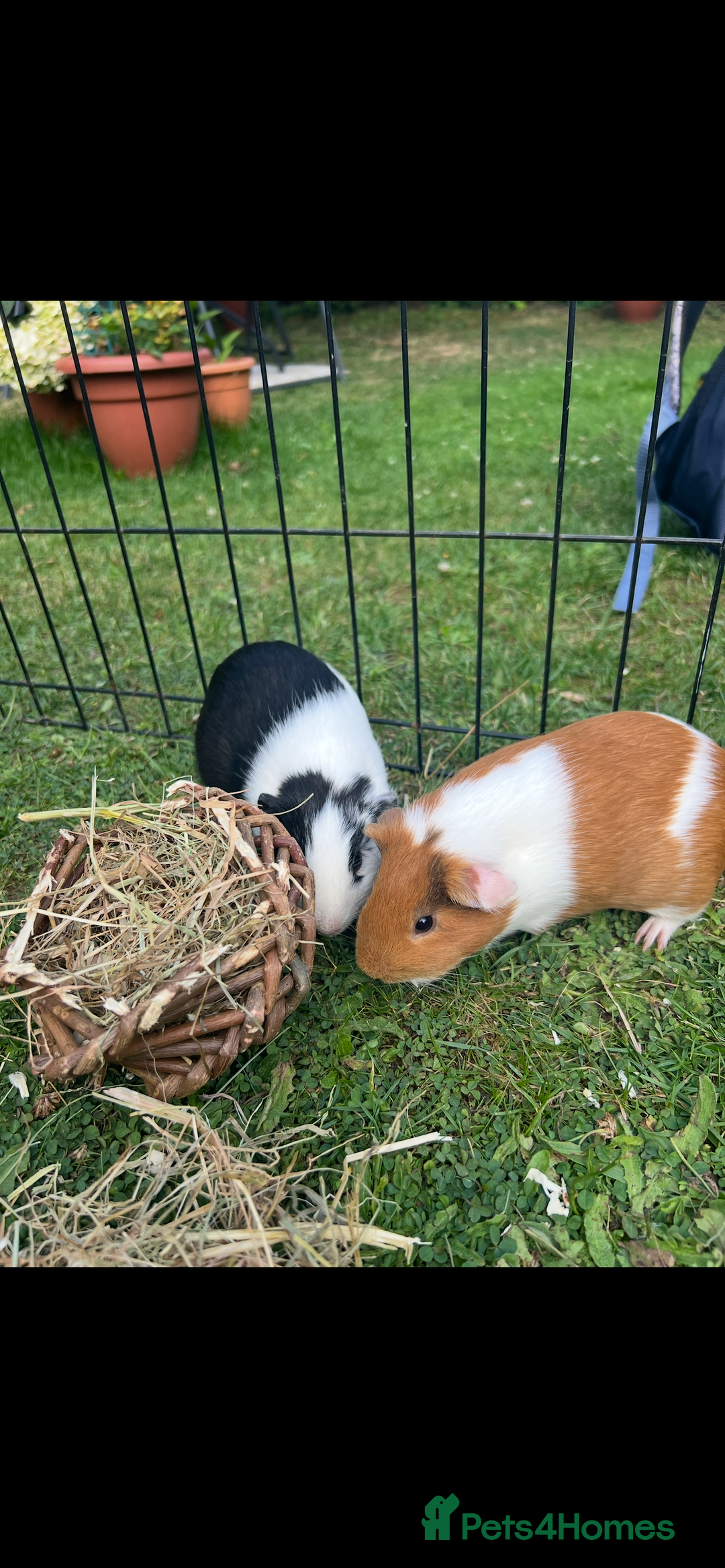 Guinea Pig rodents for sale: 2 female Guinea pigs  - Image 1