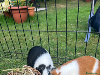 Guinea Pig rodents - Advert 1