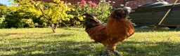 Chickens poultry for sale: 3 polish cocks  in Rayleigh - Advert 3