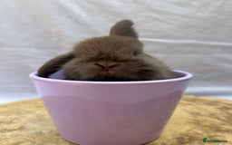 Mini Lop rabbits for sale: Gorgeous Pure Breed Mini Lop - Image 4