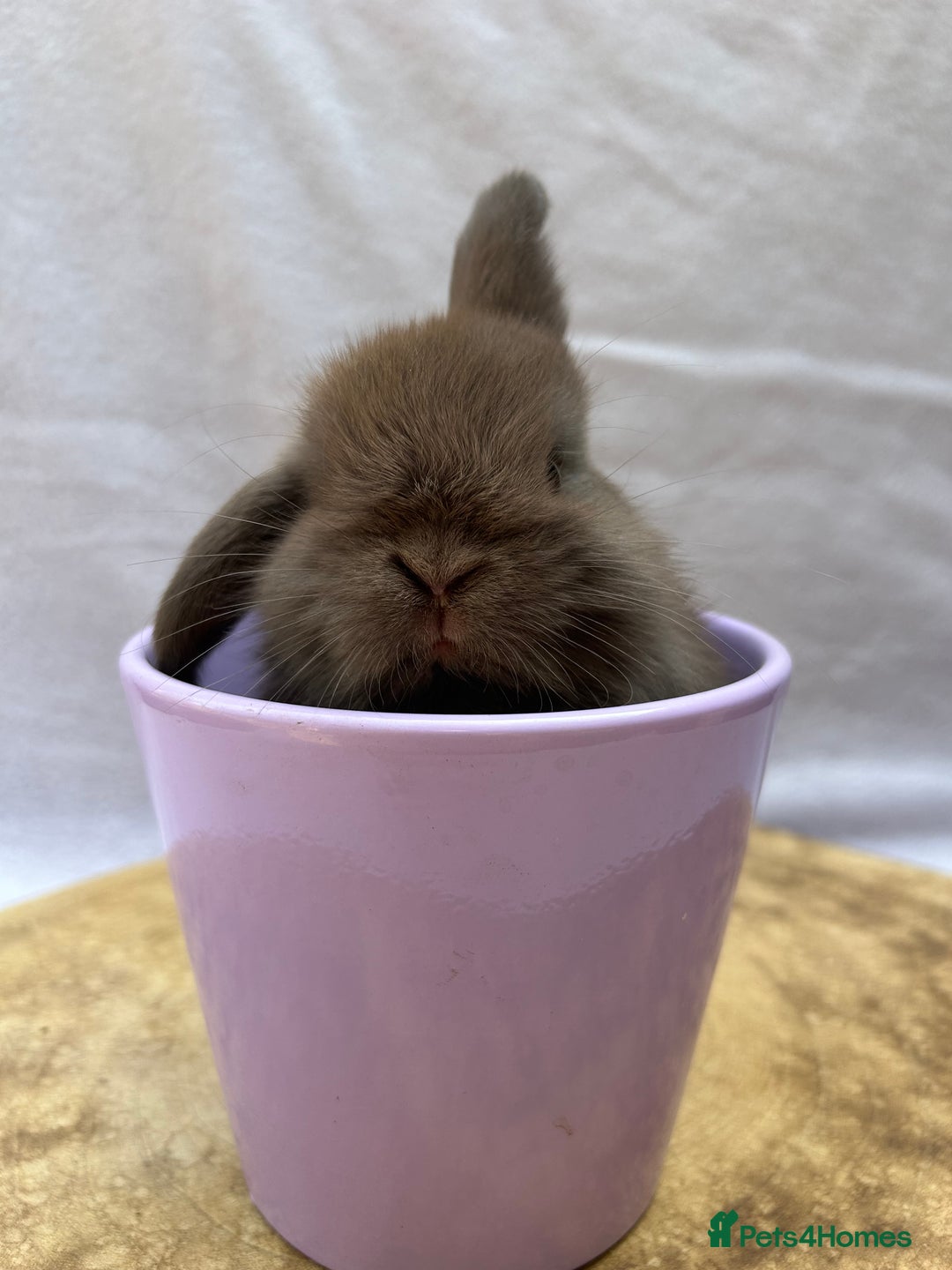 Mini Lop rabbits for sale: Gorgeous Pure Breed Mini Lop - Image 4