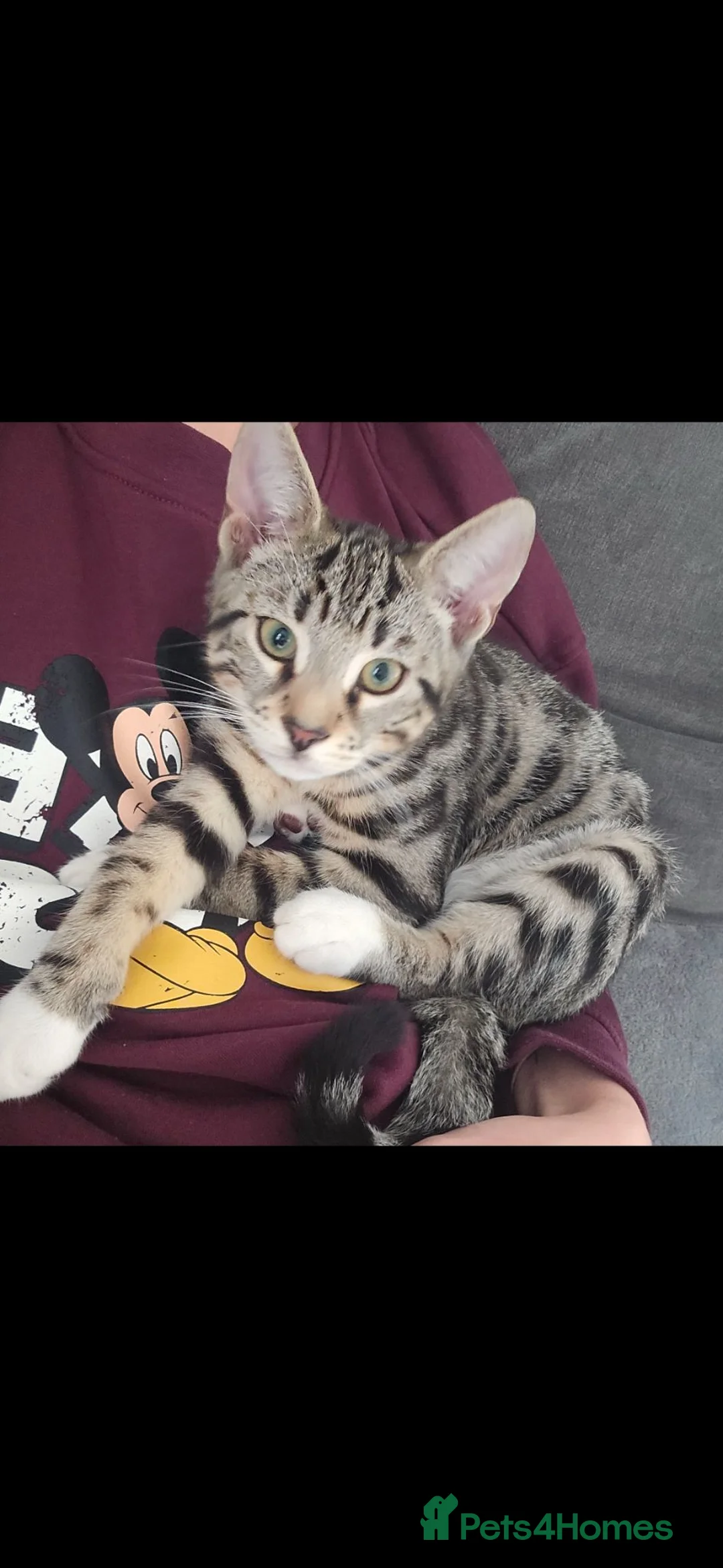 Mixed Breed cats for sale: Kittens Looking For Their Forever Homes - Advert 2