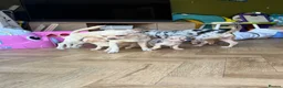 Chihuahua dogs for sale: READY NOW - 2 BOYS LEFT!! - Advert 10