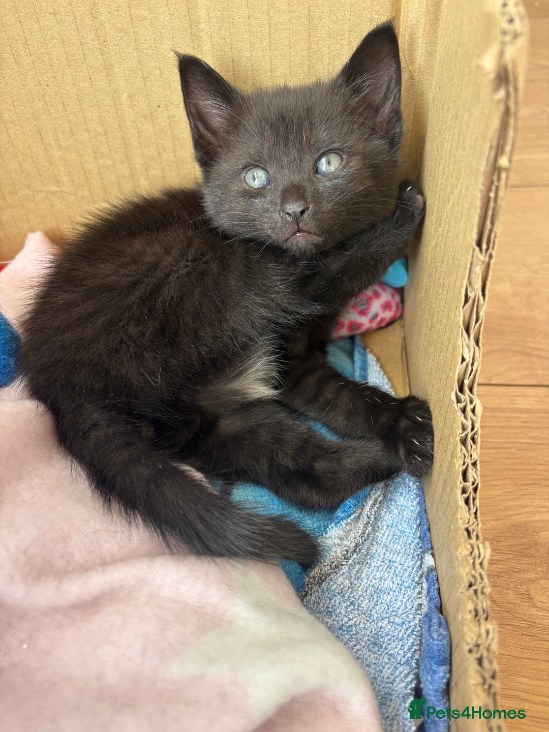 Mixed Breed cats for sale: Last baby boy left - Image 1