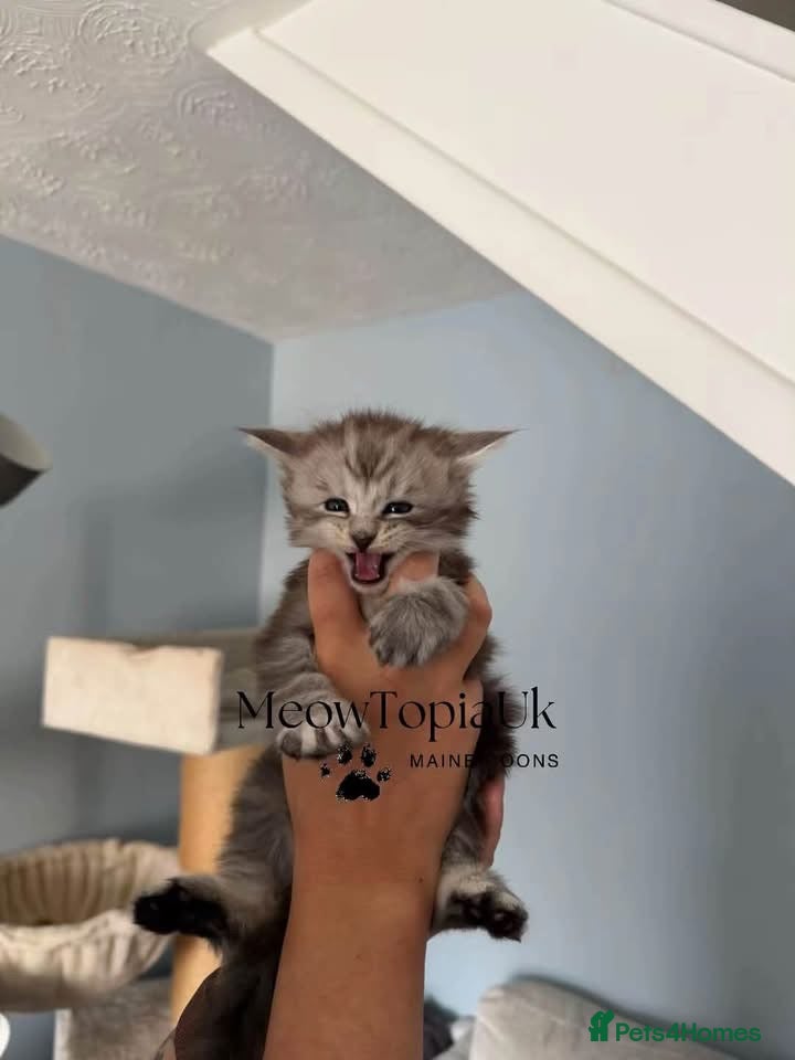 Maine Coon cats TICA registered Mainecoon kittens - Advert 2