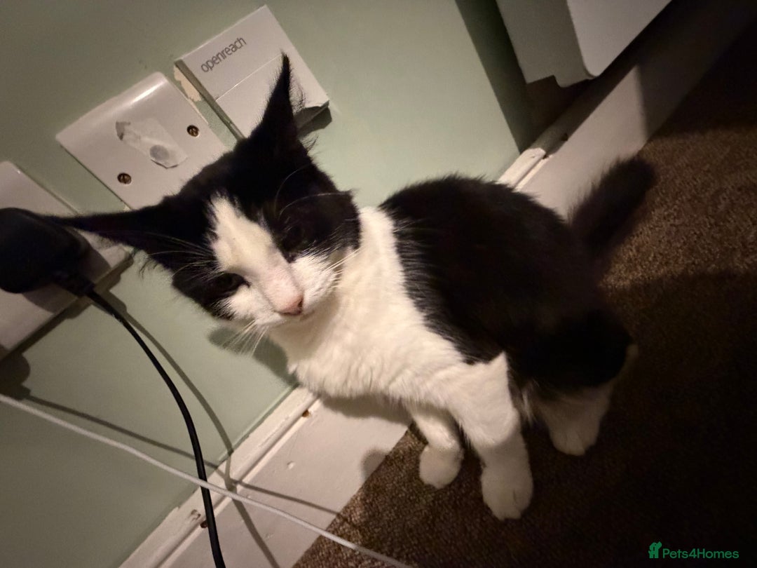 Mixed Breed cats for sale: Mixed Breed Female  - Advert 3