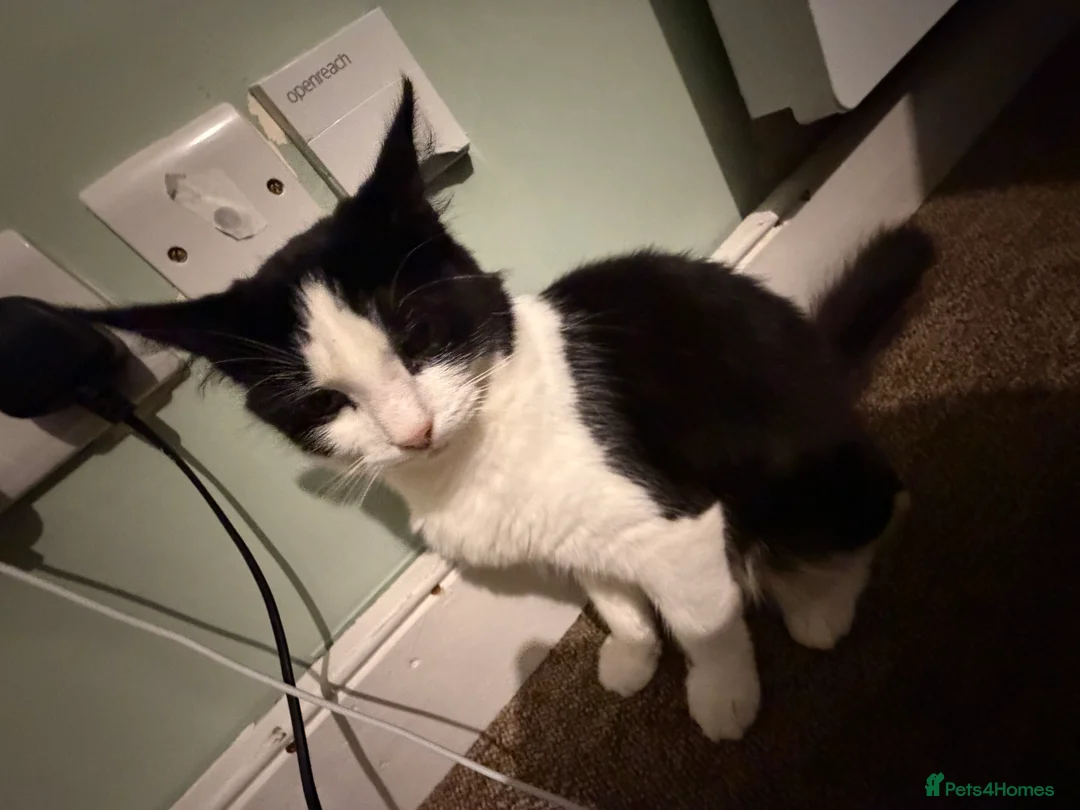 Mixed Breed cats for sale: Mixed Breed Female  - Advert 3