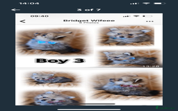 Pomeranian dogs for sale: Pomeranian. Full breed miniature puppies  - Image 3