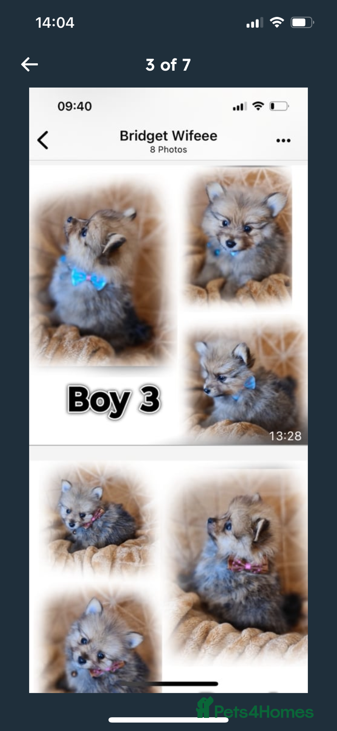 Pomeranian dogs for sale: Pomeranian. Full breed miniature puppies  - Image 3