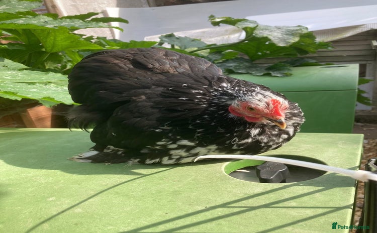 Chickens poultry - Advert 1