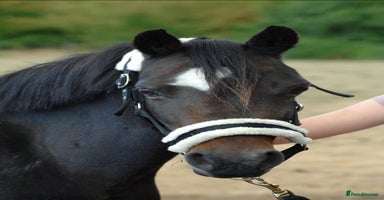 Welsh Section B horses - Advert 14