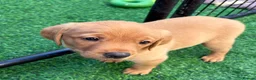 Labrador Retriever dogs for sale: STUNNING FOX RED PUPPIES - Advert 18