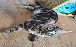 Bengal cats for stud: OUTSTANDING SILVER CHARCOAL BENGAL STUD - Image 9