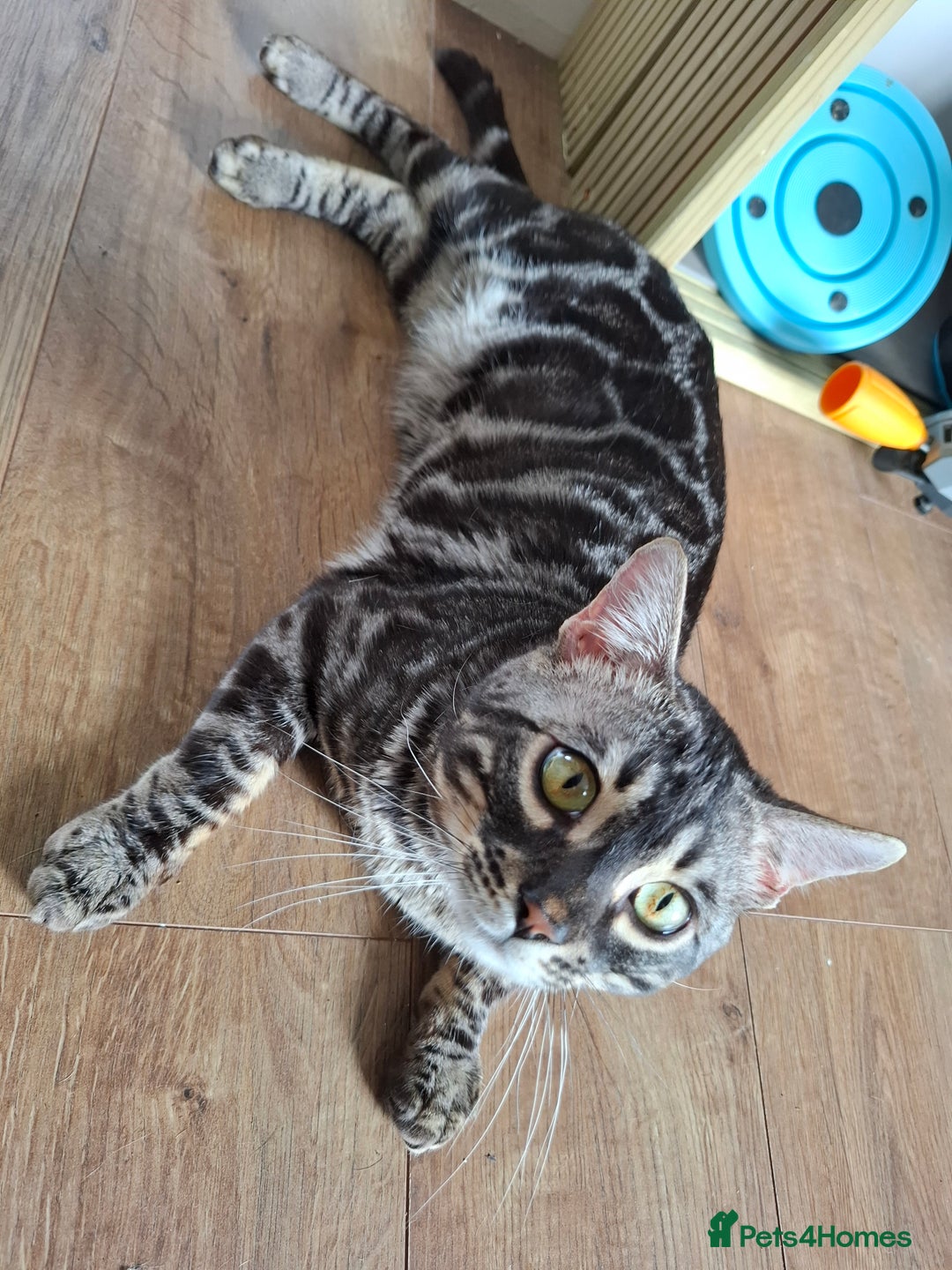 Bengal cats for stud: OUTSTANDING SILVER CHARCOAL BENGAL STUD - Image 9