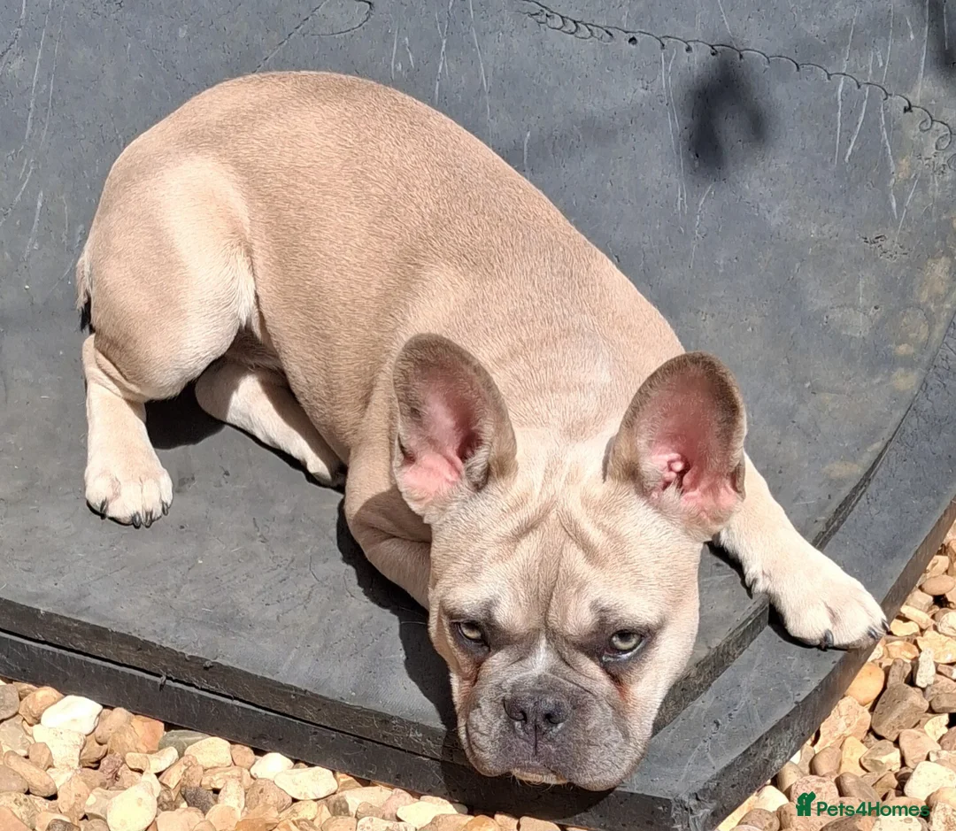 French Bulldog dogs for sale: Reduced £1000 1 Beautiful French Bulldog - Advert 2