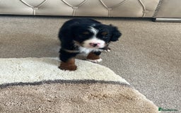 Cavapoo dogs for sale: Tri cavapoo puppy ready now  - Image 4
