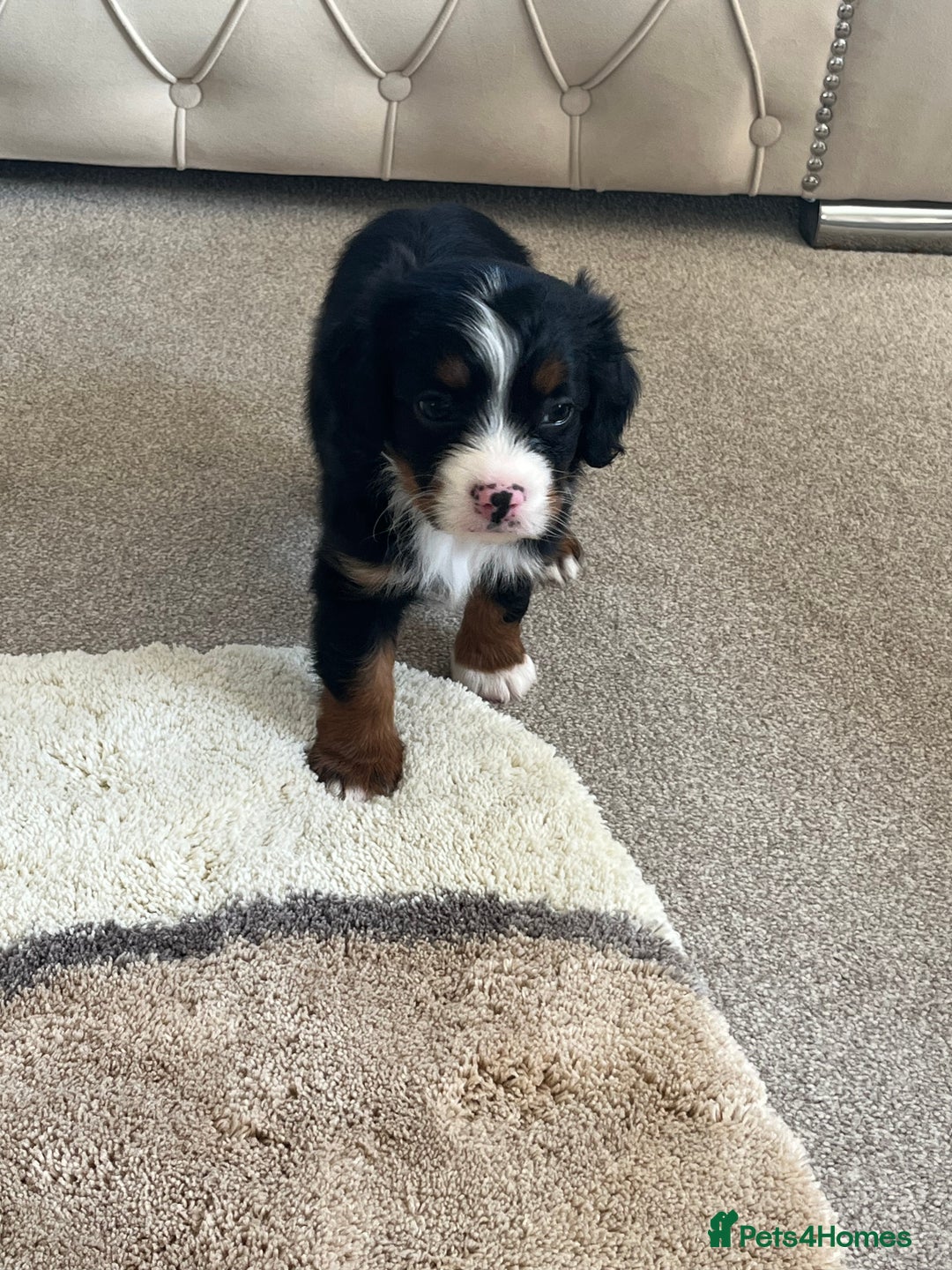 Cavapoo dogs for sale: Tri cavapoo puppy ready now  - Image 4