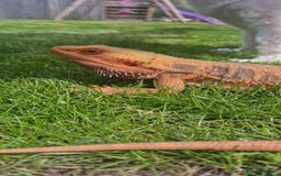 Bearded Dragon reptiles for sale: Bearded dragon needs a new home - Image 2