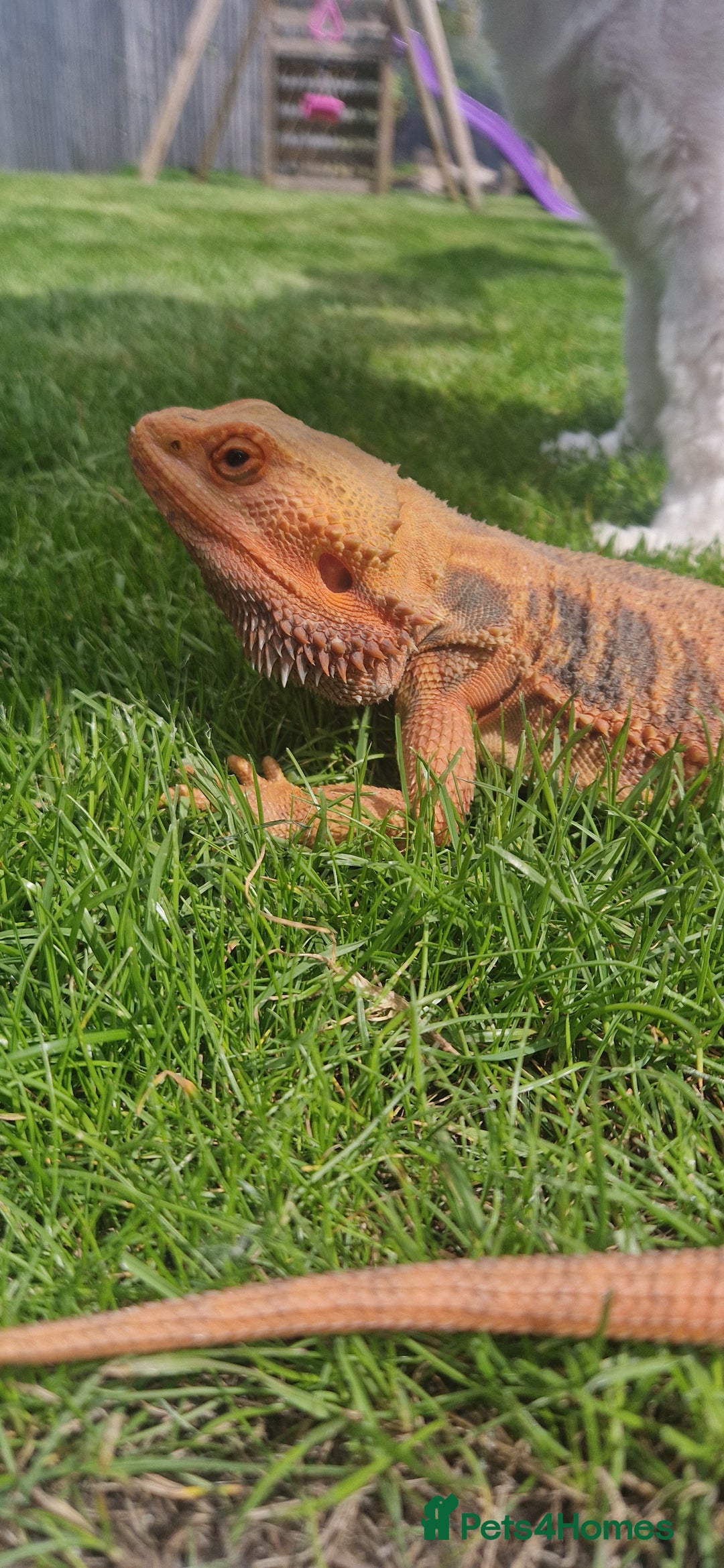 Bearded Dragon reptiles for sale: Bearded dragon needs a new home - Image 2