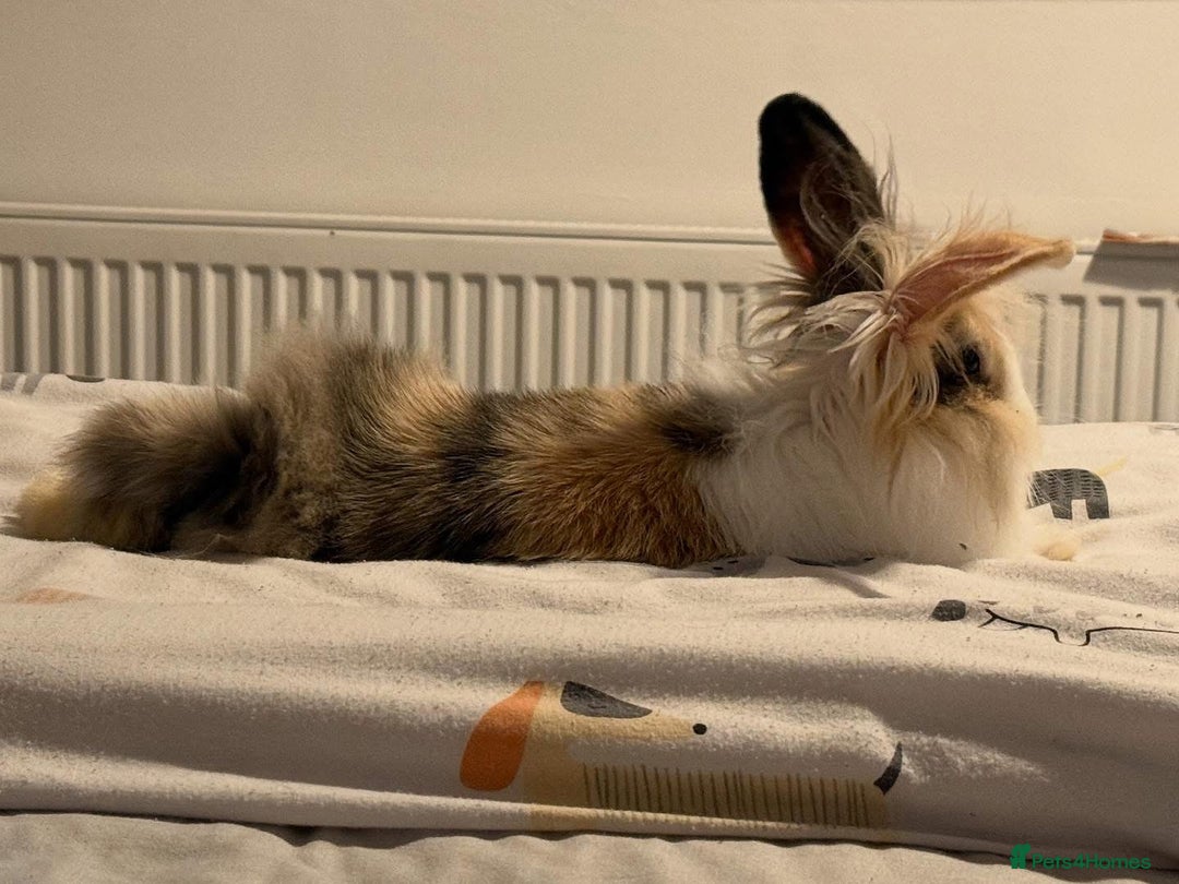 Lionhead rabbits for sale: Splodge - Advert 3