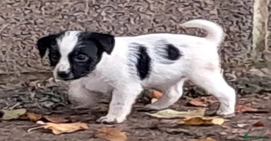 Jack Russell dogs - Advert 10