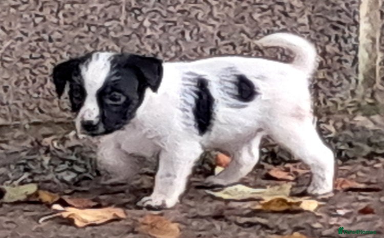 Jack Russell dogs - Advert 1